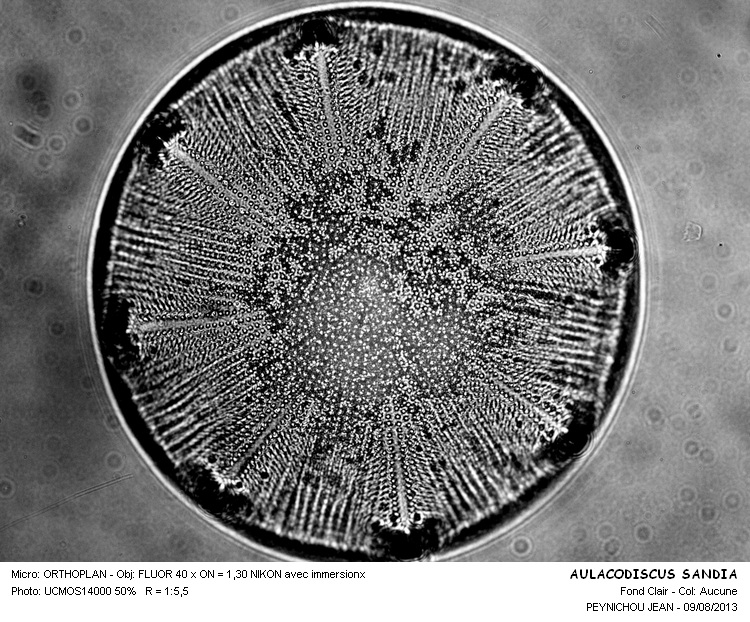AULACODISCUS SANDIA #33177