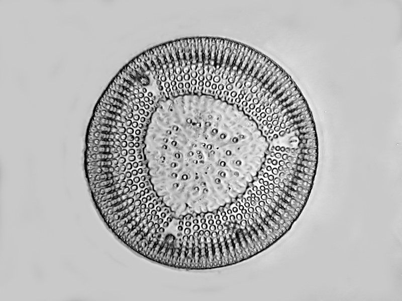 Aulacodiscus Schmidtii  Witt. #35219
