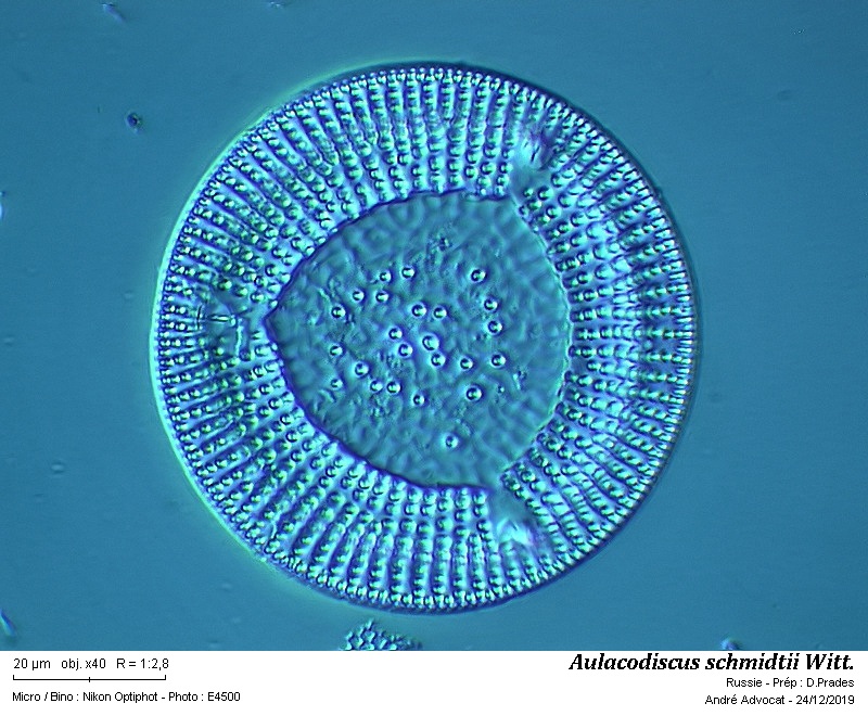 Aulacodiscus schmidtii Witt. #61367