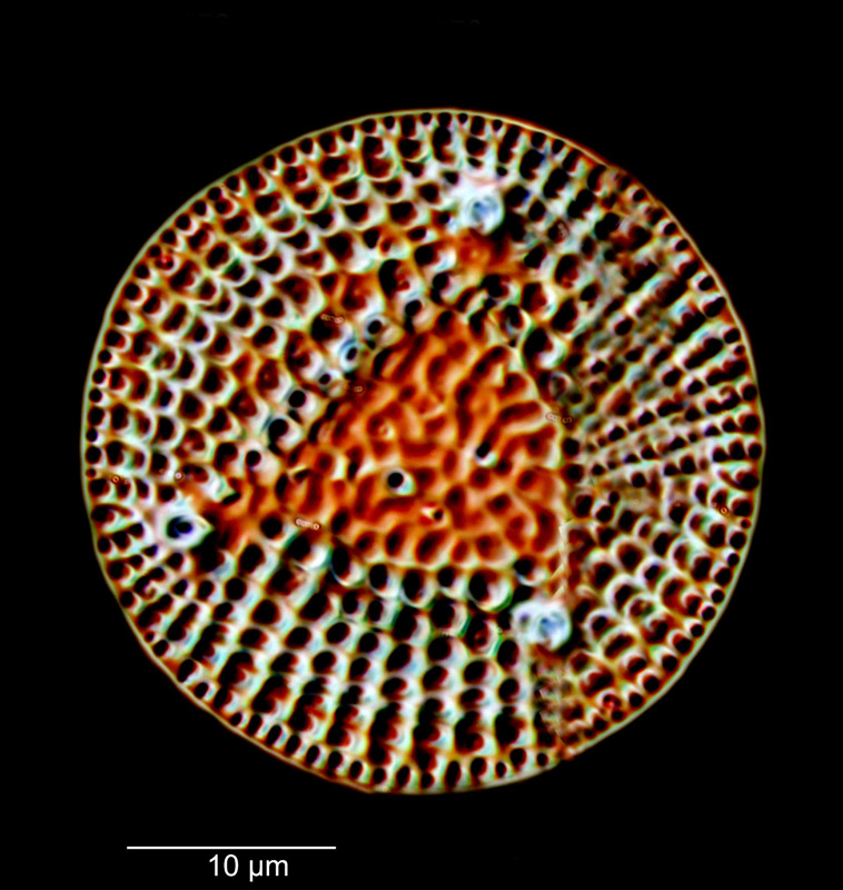 Aulacodiscus septus #81623