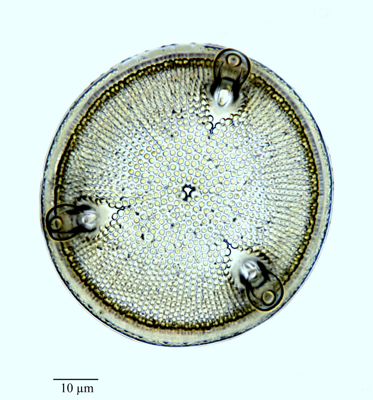 Aulacodiscus sollitianus #64271