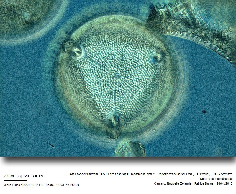 Aulacodiscus sollitiianus #29672
