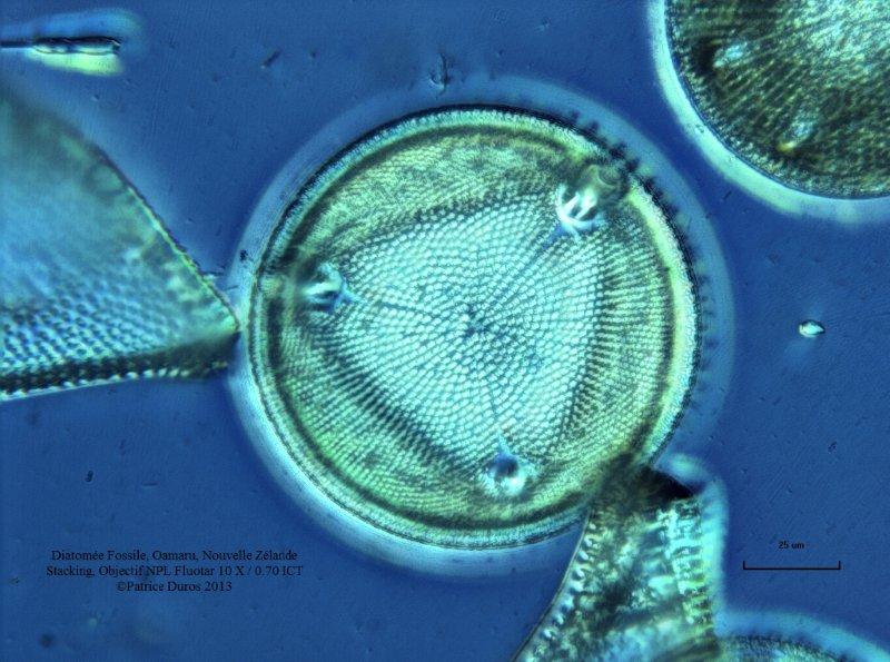 Aulacodiscus sollitiianus #29673