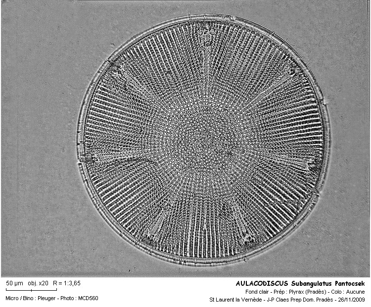 Aulacodiscus subangulatus Pantocsek #13590