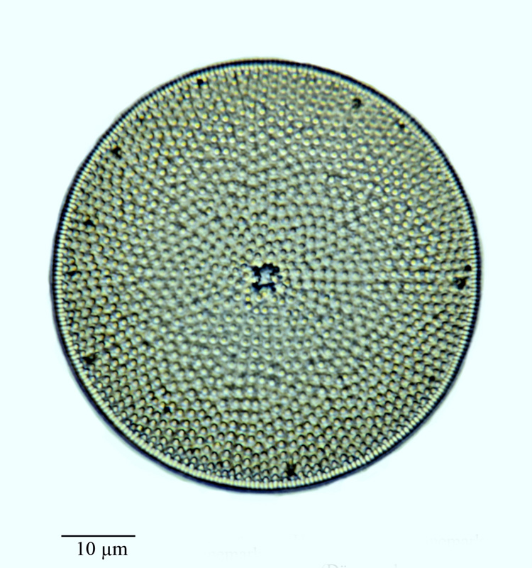 Aulacodiscus suspectus #69560
