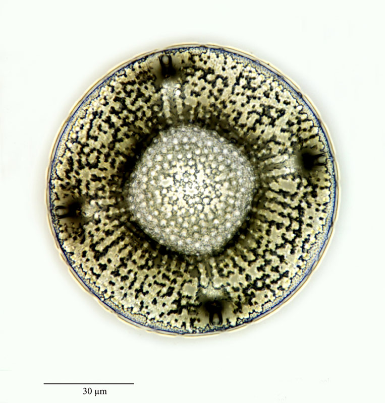 Aulacodiscus tabernaculum Brun. 1895 #23039