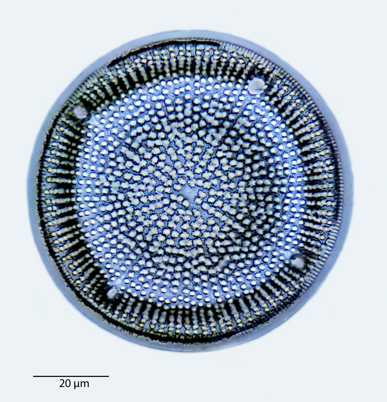 Aulacodiscus tener #40834