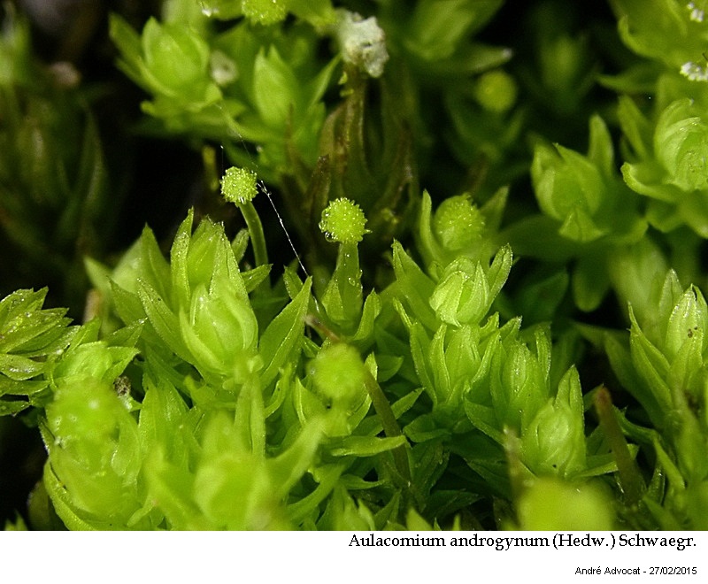 Aulacomnium androgynum (Hrw.) Schwaegr. #40887