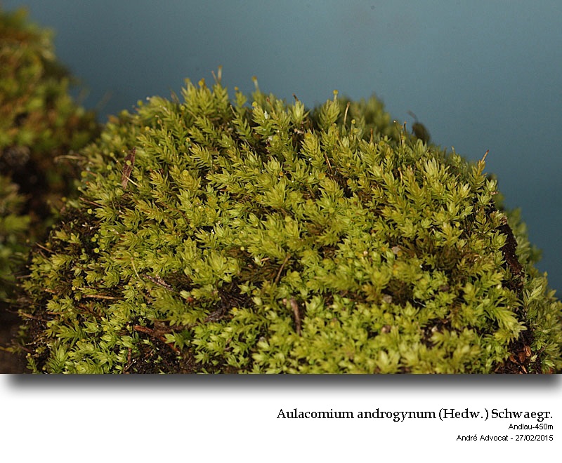 Aulacomnium androgynum (Hrw.) Schwaegr. #40885