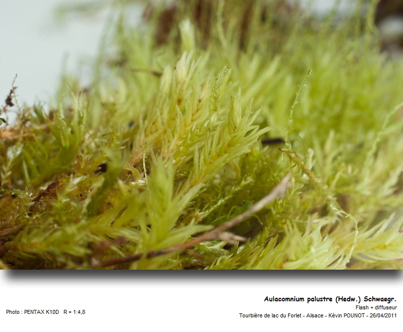 Aulacomnium palustre  (Hedw.) Schwaegr. #21839