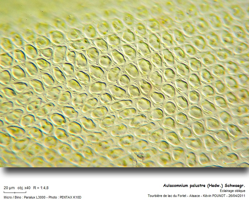 Aulacomnium palustre  (Hedw.) Schwaegr. #21842