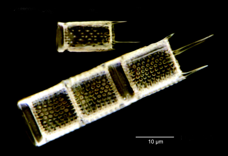 Aulacoseira granulata #78734
