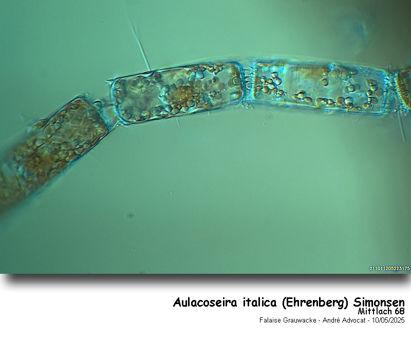 Aulacoseira italica (Ehrenberg) Simonsen #82324