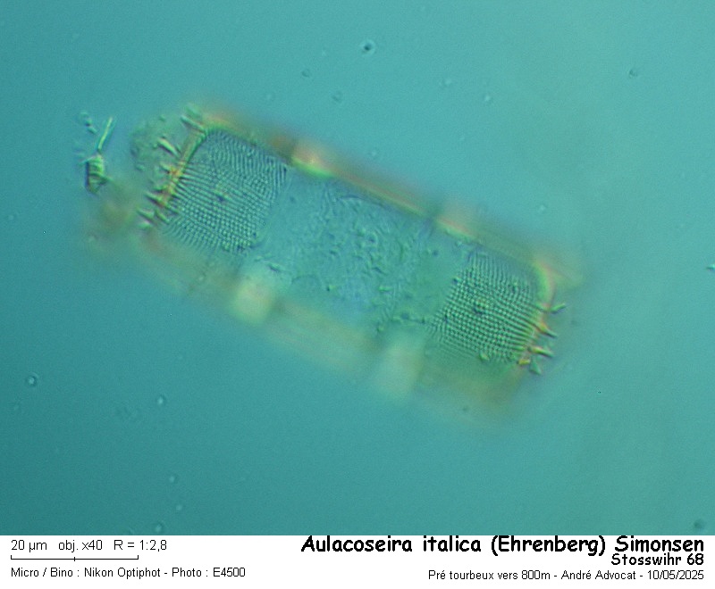 Aulacoseira italica (Ehrenberg) Simonsen #82326