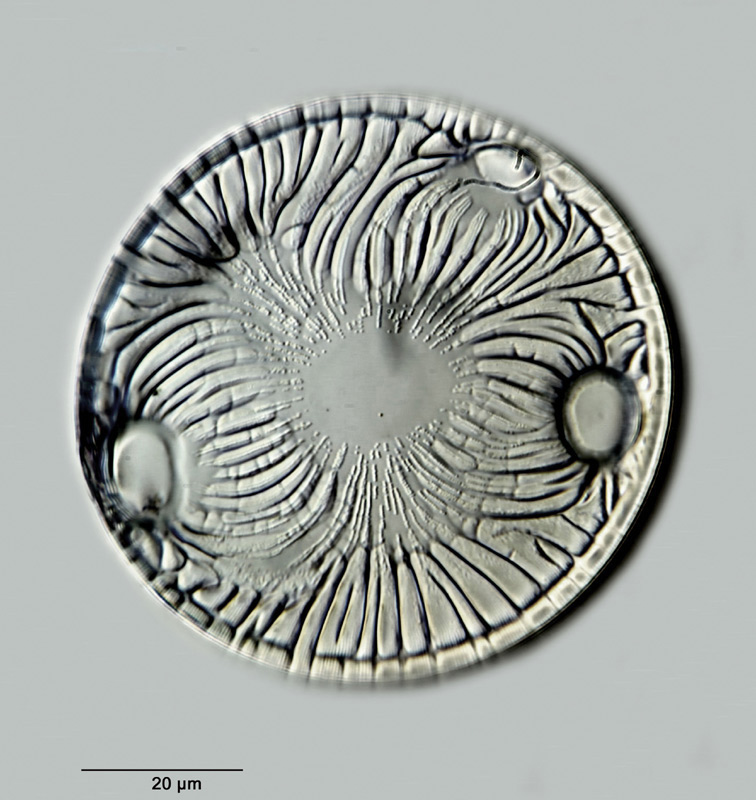 Auliscus caelatus f. triocellata Pantocsek 1886 #29862