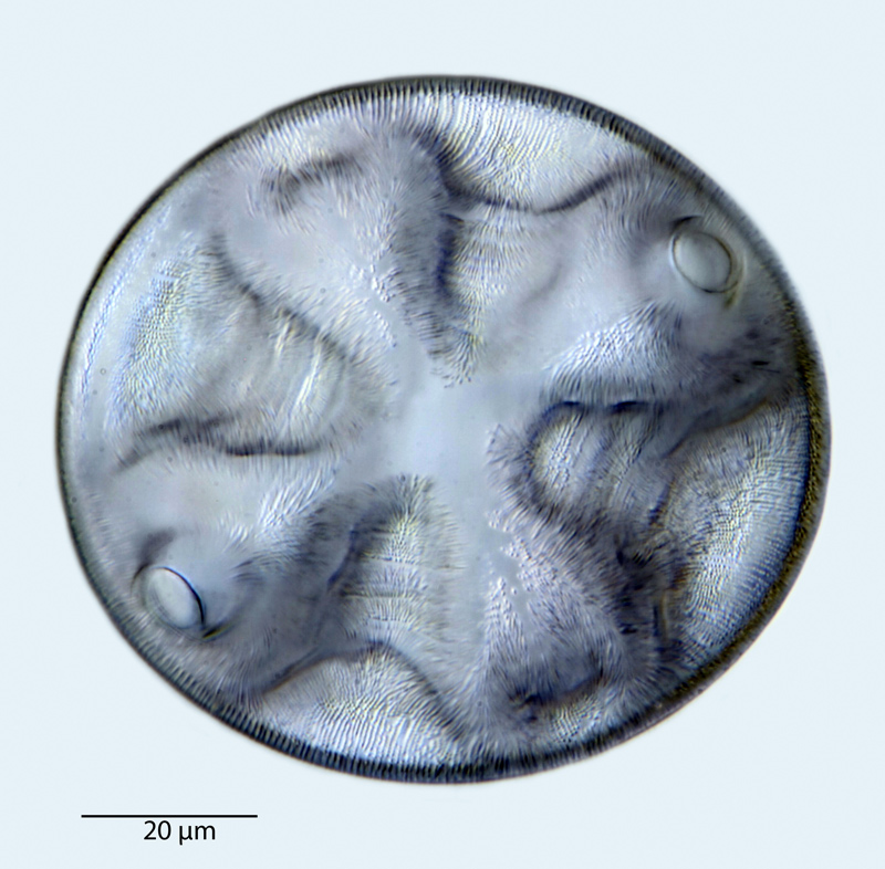 Auliscus hardmanianus var. bifurcata #41137