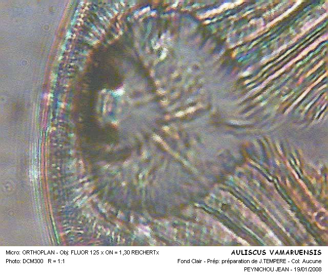 AULISCUS OAMARUENSIS #32373