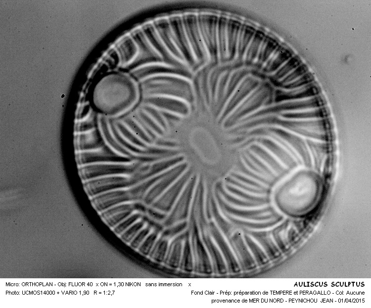 AULISCUS SCULPTUS #40980