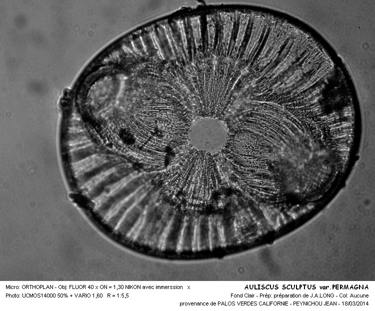 AULISCUS SCULPTUS var.PERMAGNA #36812