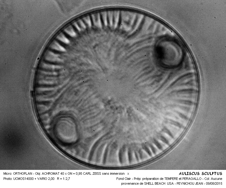 AULISCUS SCULPTUS #41858