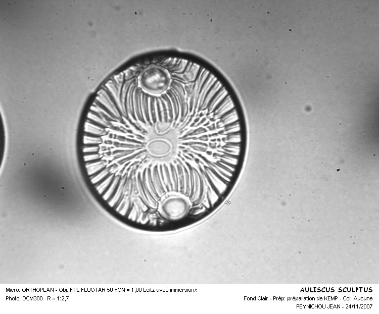 AULISCUS SCULPTUS #32369