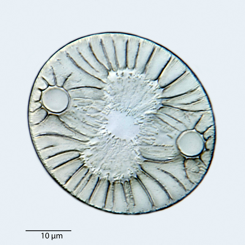 Auliscus sculptus var. mergens #40813