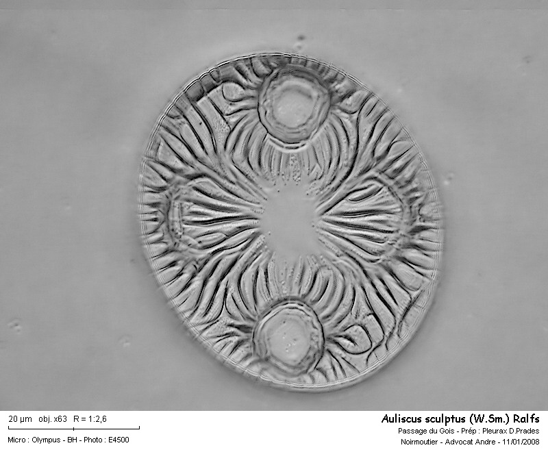 Auliscus sculptus (W.Sm.) Ralfs #1934