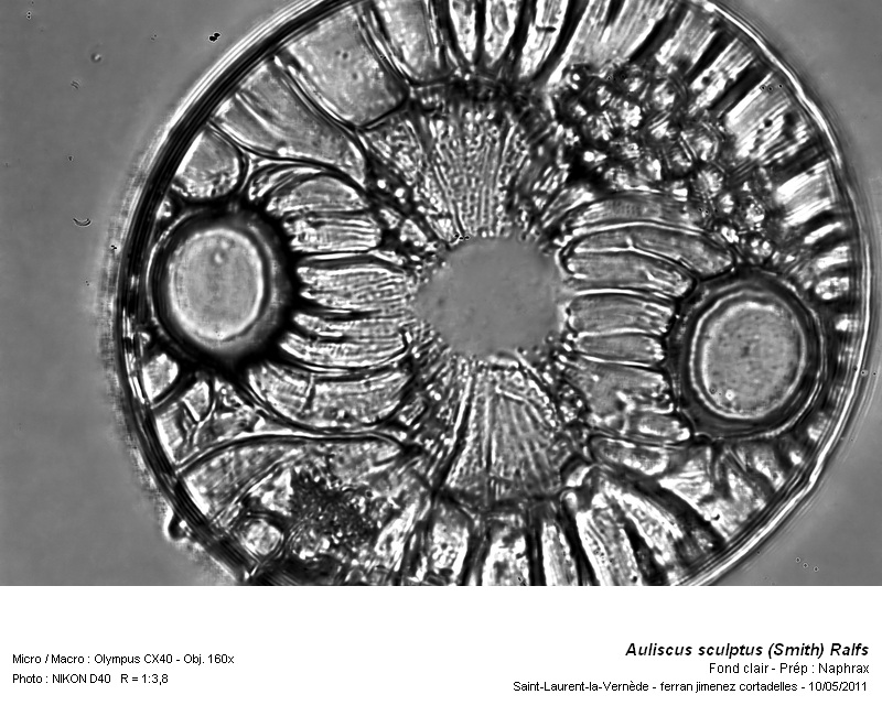 Auliscus sculptus (Smith) Ralfs. #22414