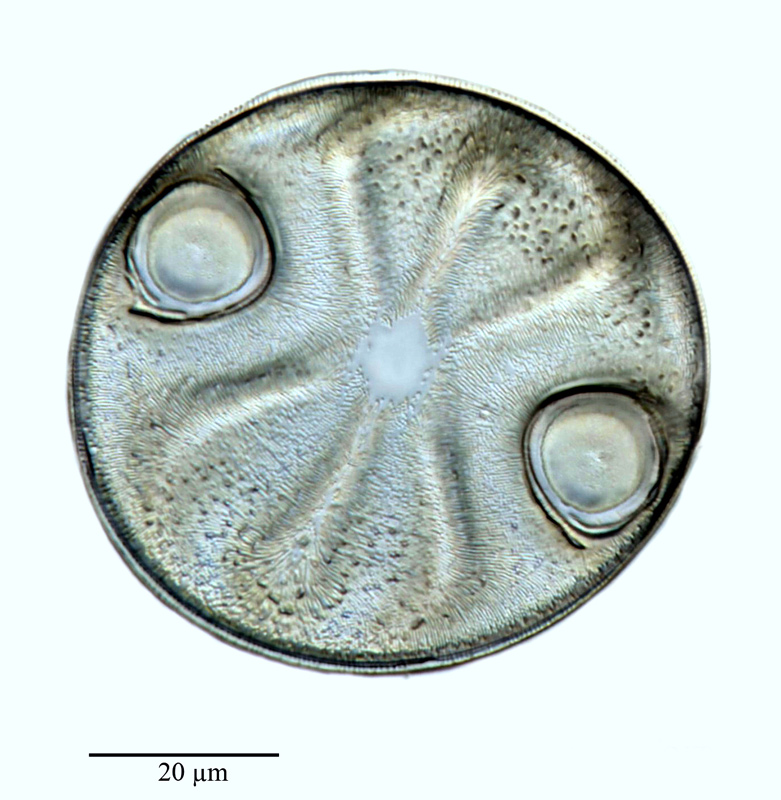 Auliscus sigillum #64545