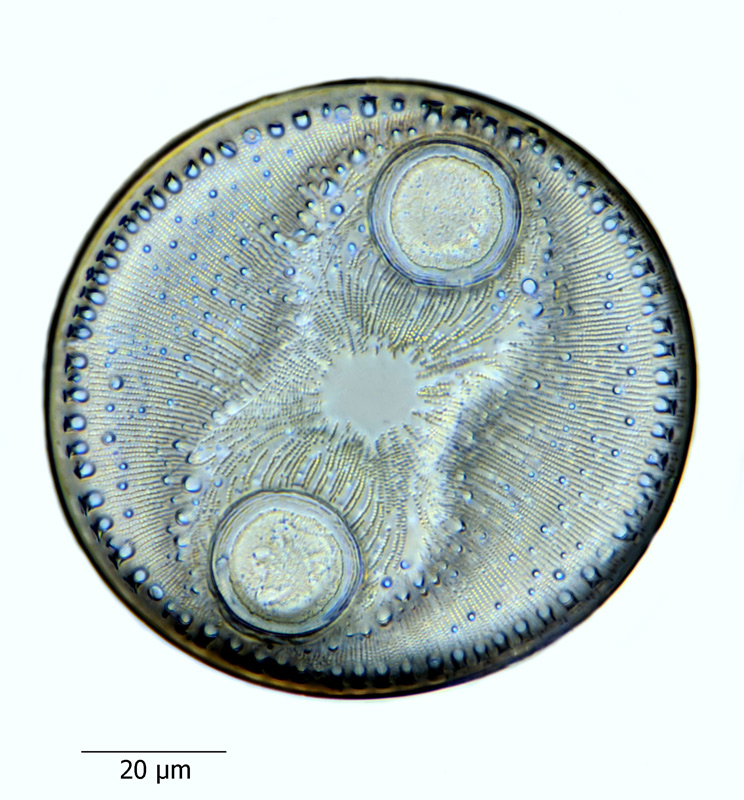 Auliscus stoeckhardtii var. aspera #67673