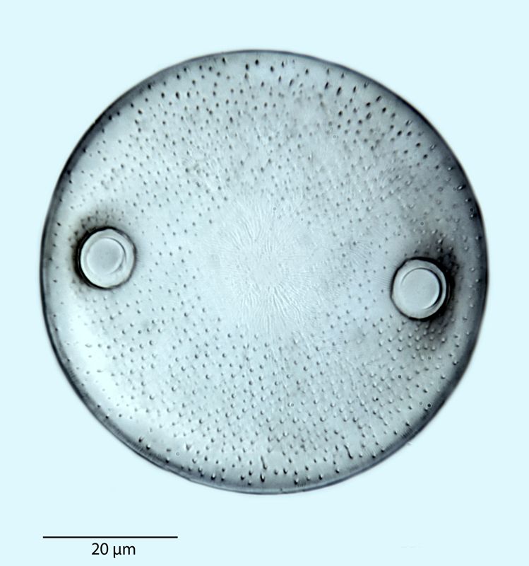 Auliscus tenuistriatus #40746