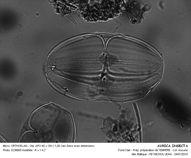 AURICA INSECTA #32377