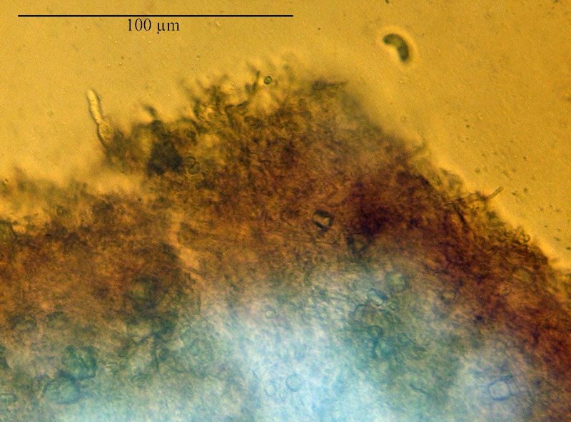 Auricularia mesenterica #53599