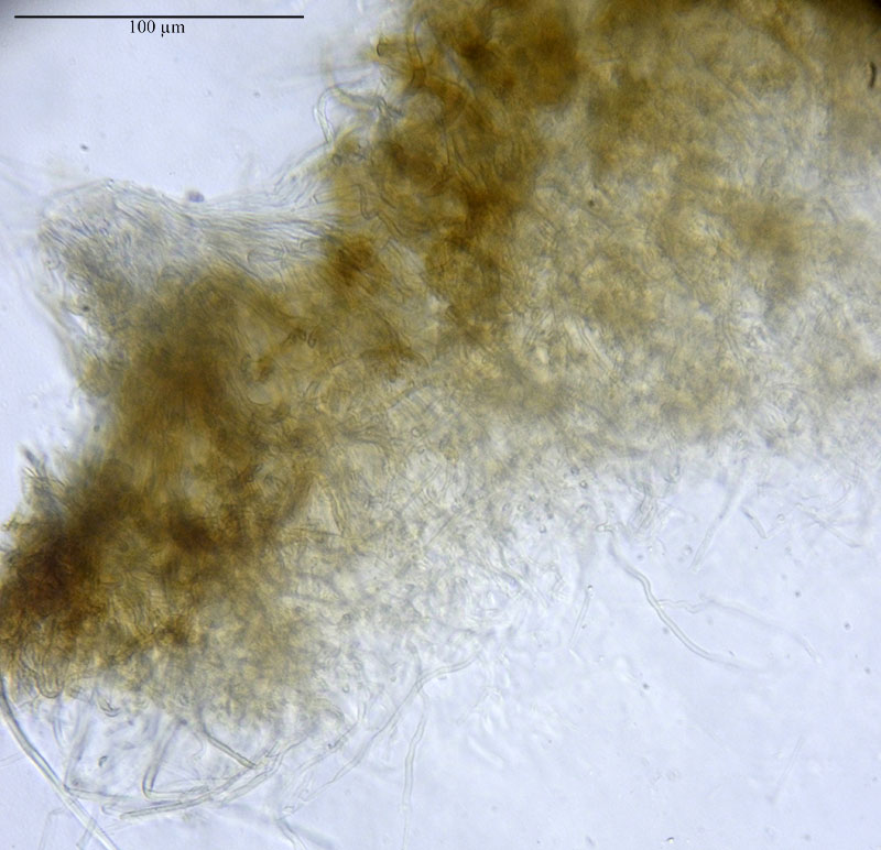 Auricularia mesenterica #53598