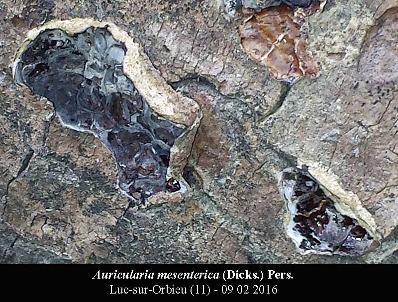 Auricularia mesenterica #53597