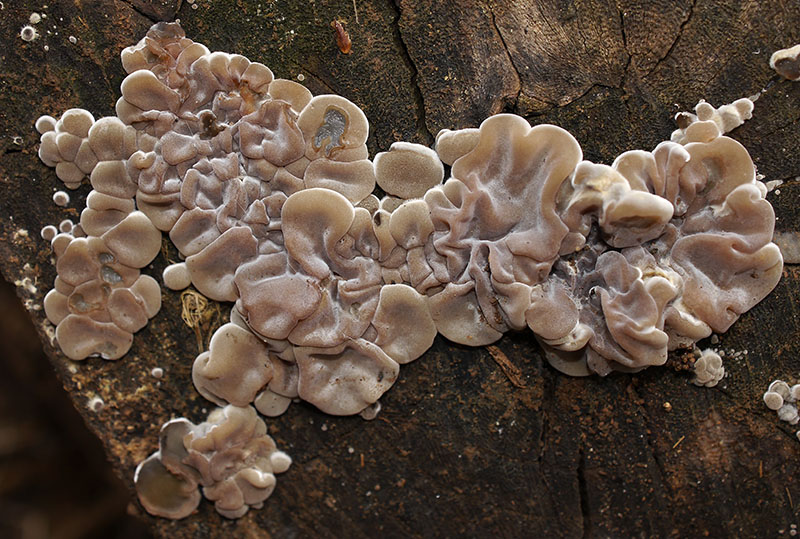Auricularia mesenterica #53594