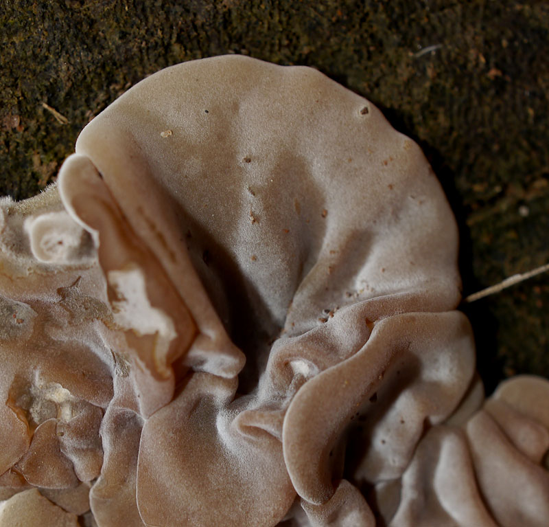 Auricularia mesenterica #53596
