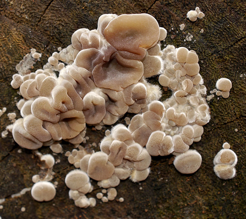 Auricularia mesenterica #53595