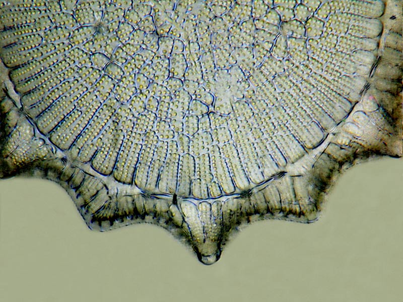 Australodiscus peruvians #12974