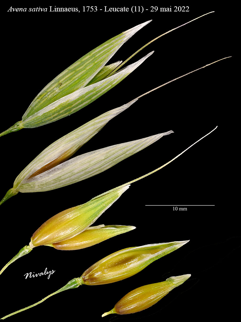 Avena sativa #70620