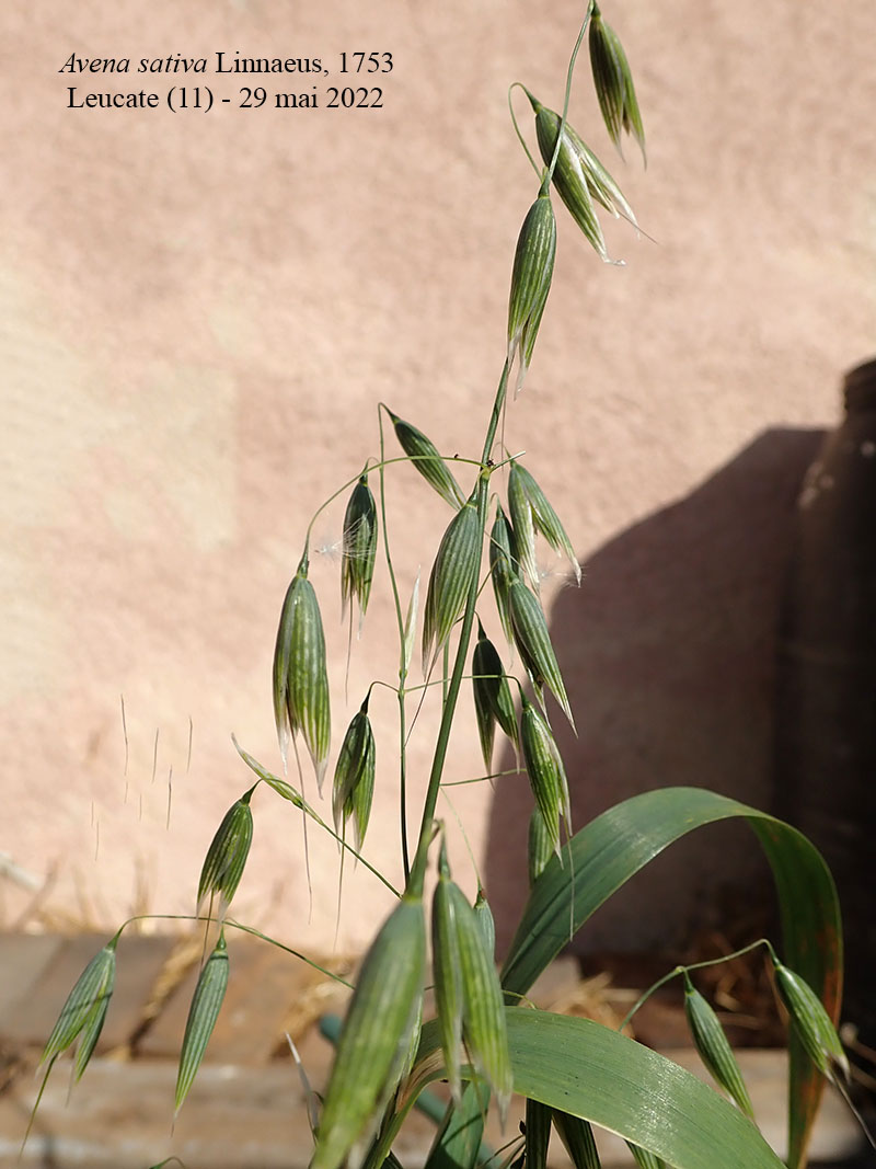 Avena sativa #70619