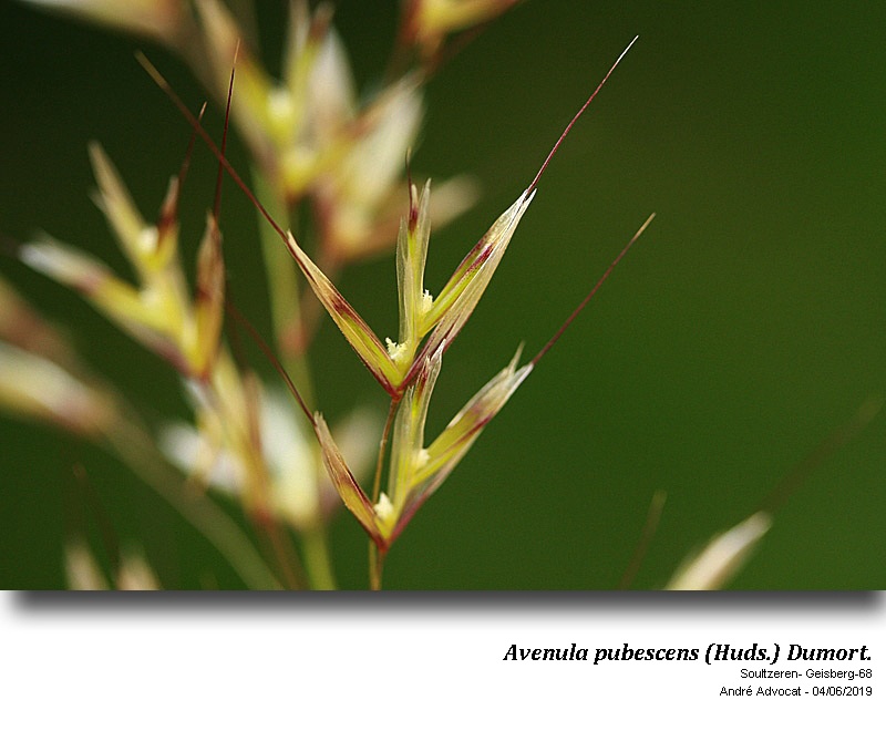 Avenula pubescens (Huds.) Dumort. #59662