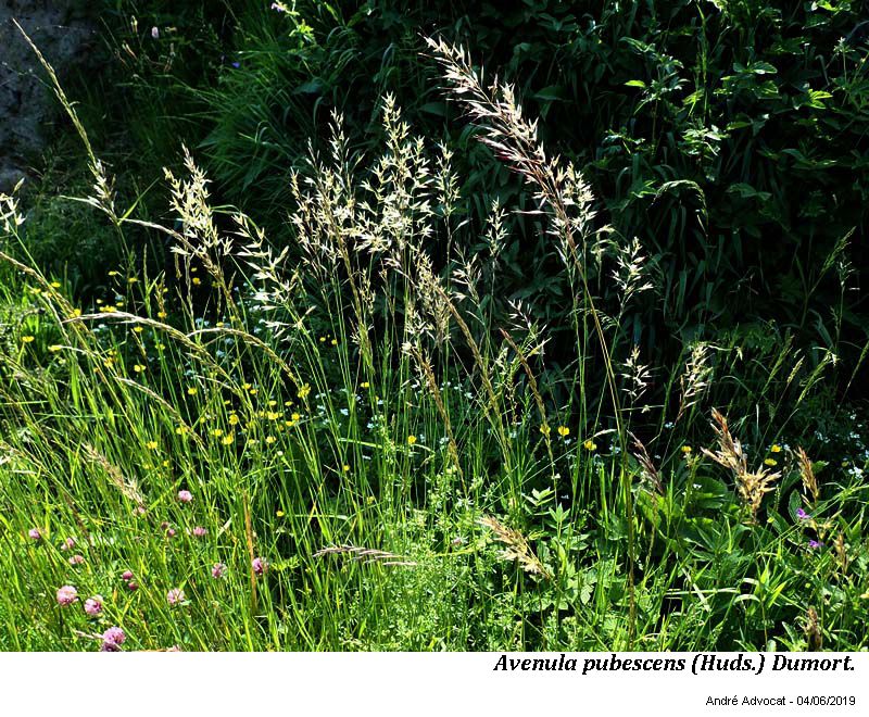 Avenula pubescens (Huds.) Dumort. #59660