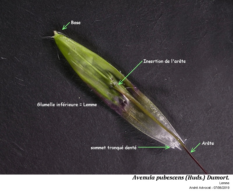 Avenula pubescens (Huds.) Dumort. #59666