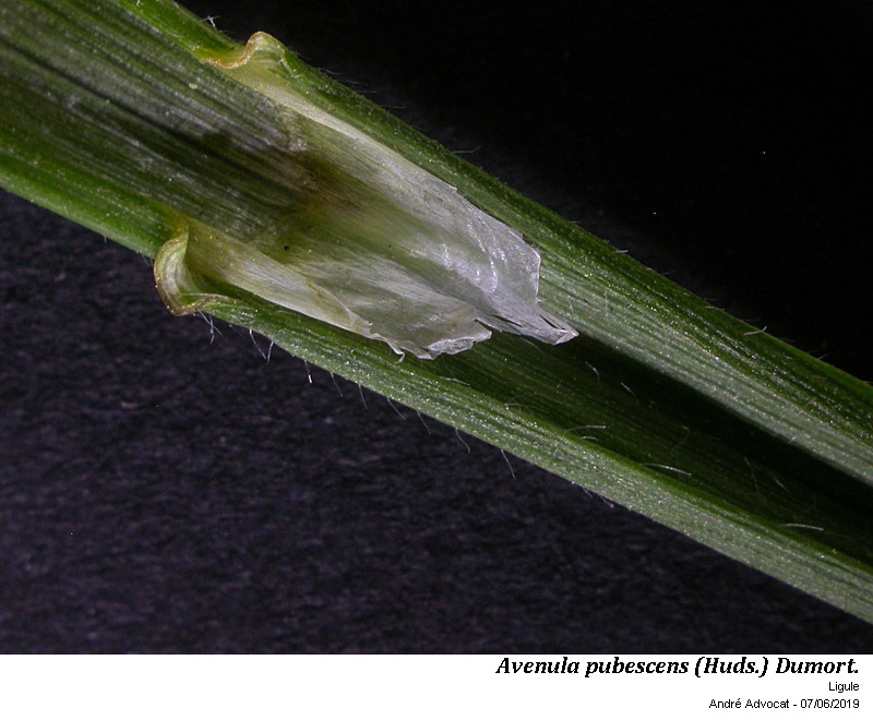 Avenula pubescens (Huds.) Dumort. #59667