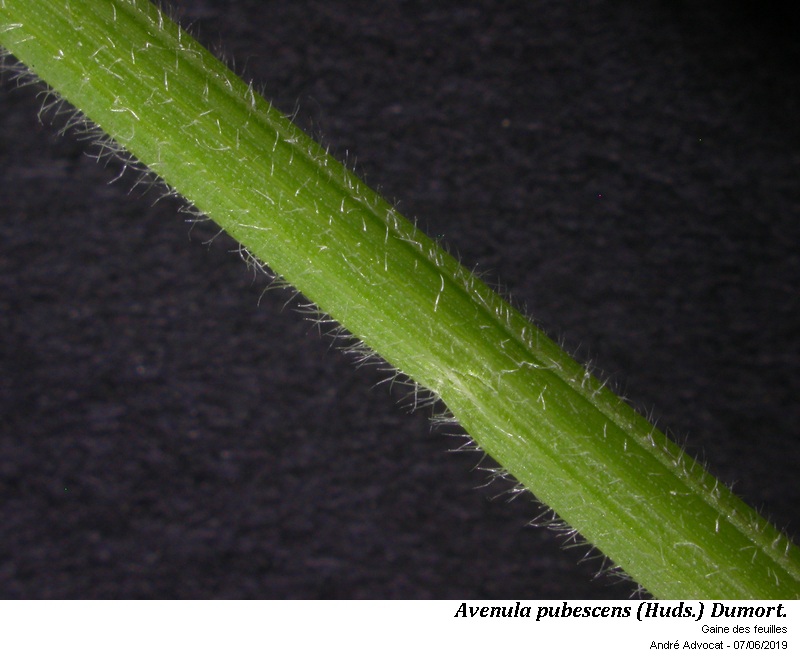 Avenula pubescens (Huds.) Dumort. #59668