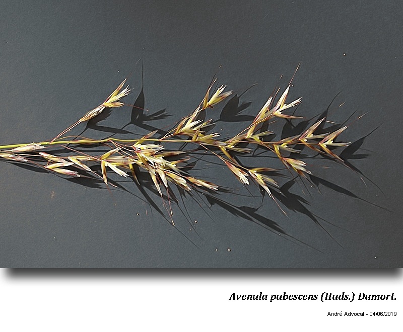 Avenula pubescens (Huds.) Dumort. #59661