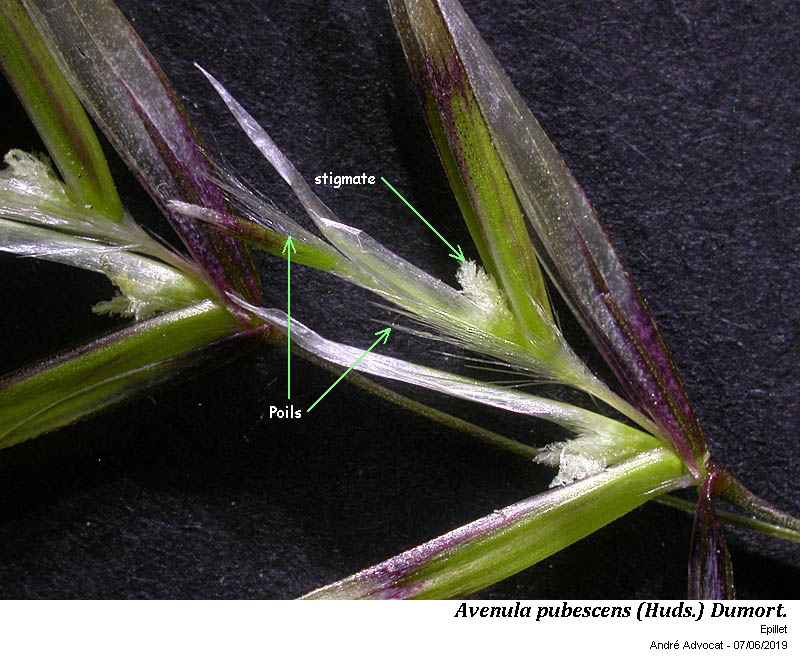 Avenula pubescens (Huds.) Dumort. #59665