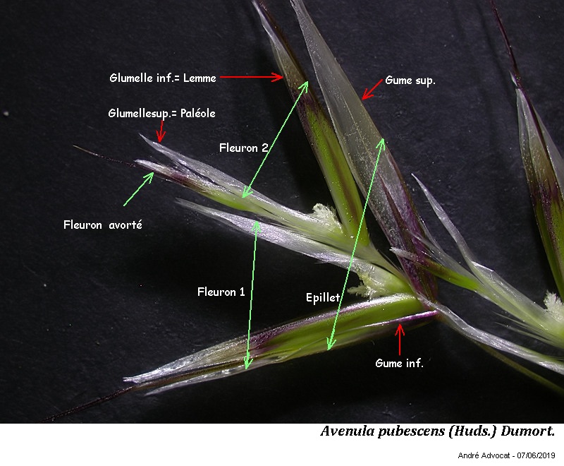 Avenula pubescens (Huds.) Dumort. #59663
