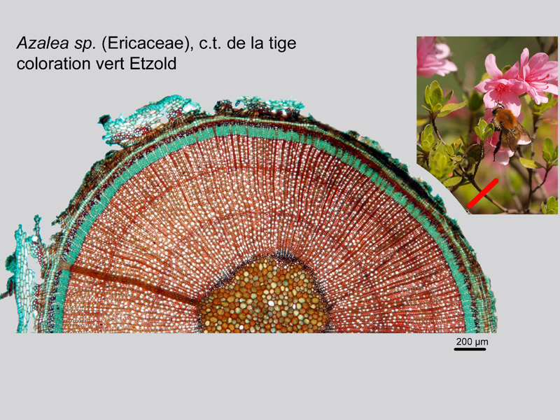 Azalea, histologie. #19502